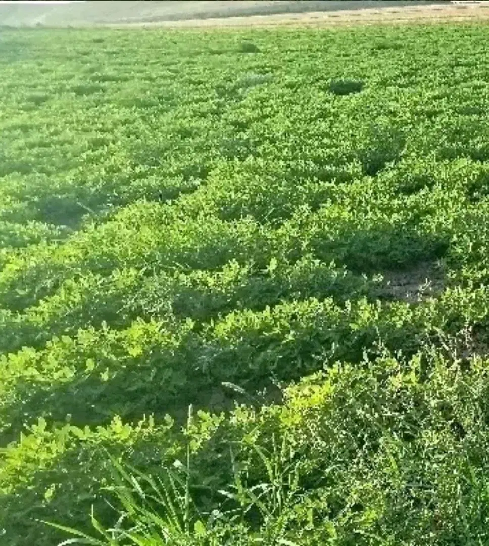 زمین زراعی ۱۱۰۰ متر بر جاده اجیرلو