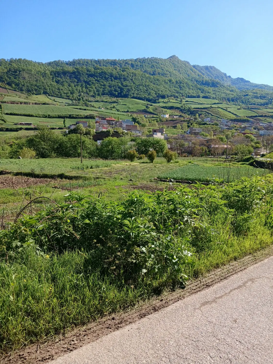 ۲۵۰ مترزمین باغی در روستای سوسرا