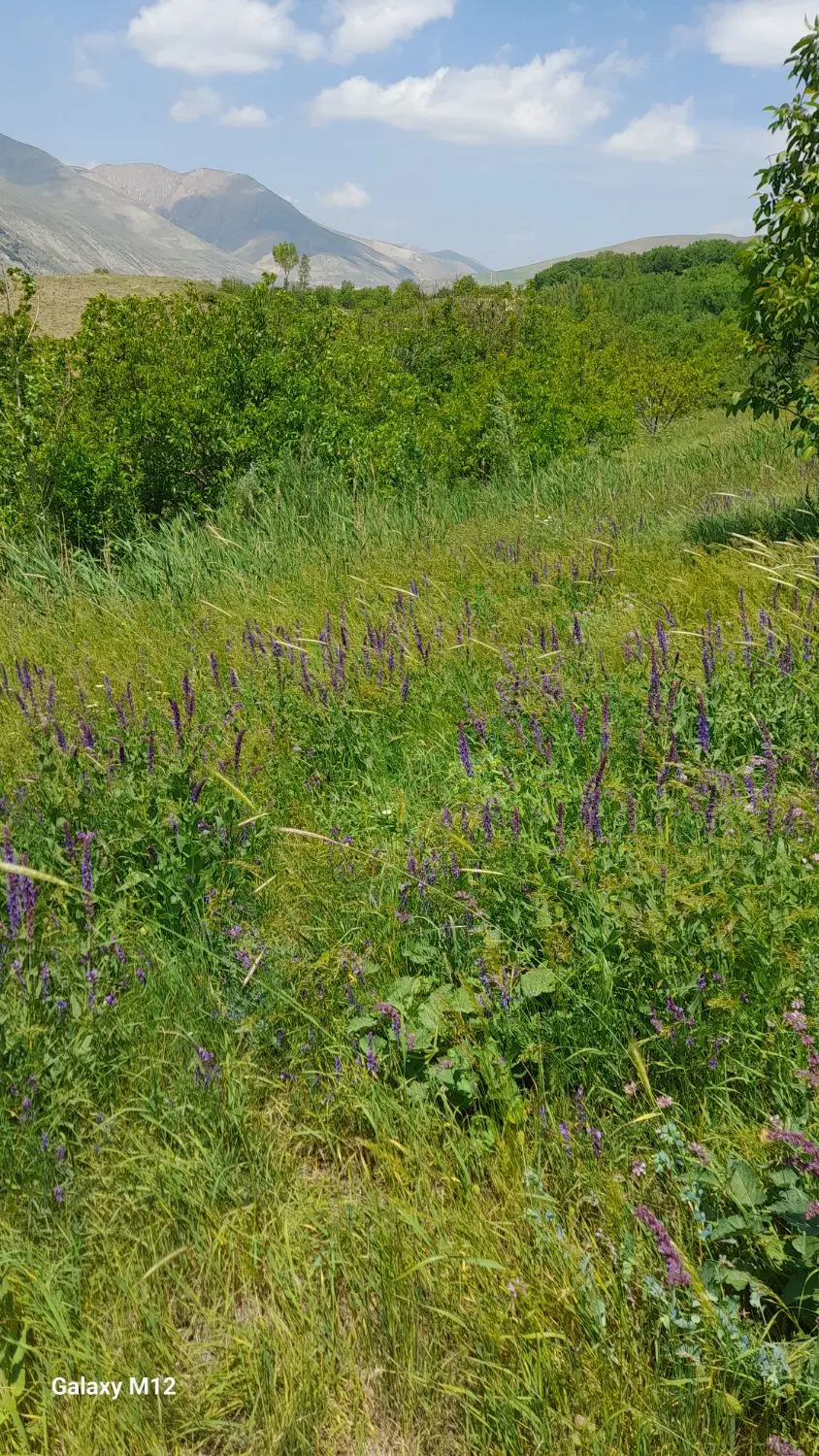 فروش زمین زراعی