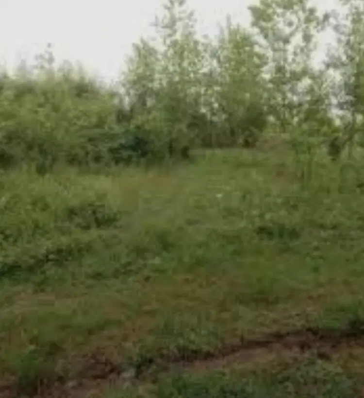 زمین باغچه ای