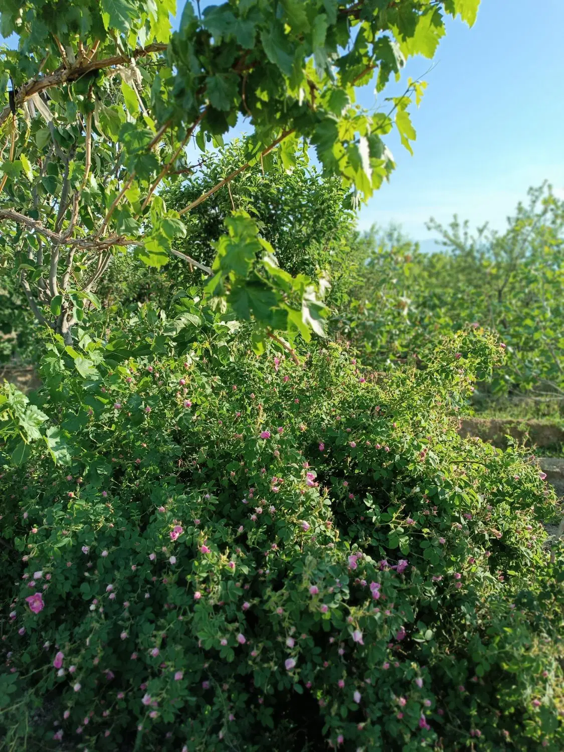 باغ ویلایی پسته مرند