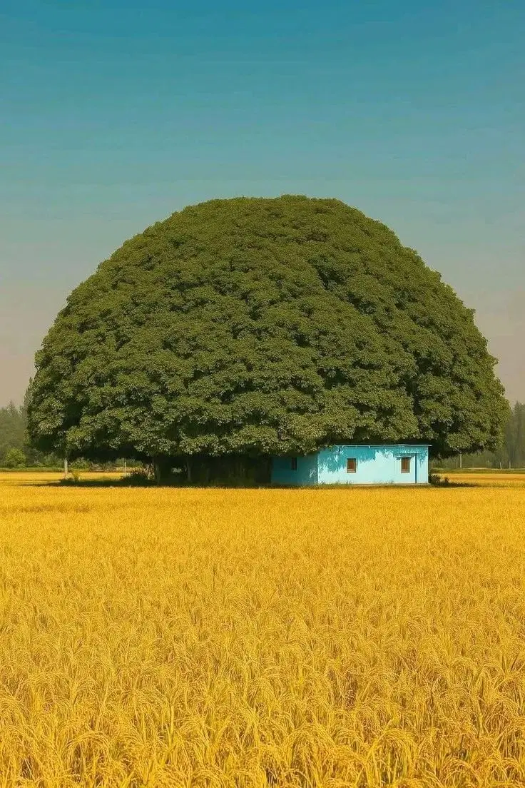اجاره ویلا یک خوابه