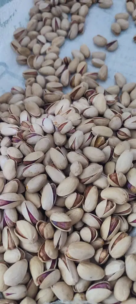 زمین پسته با درخت احمد آقایی پانزده ساله