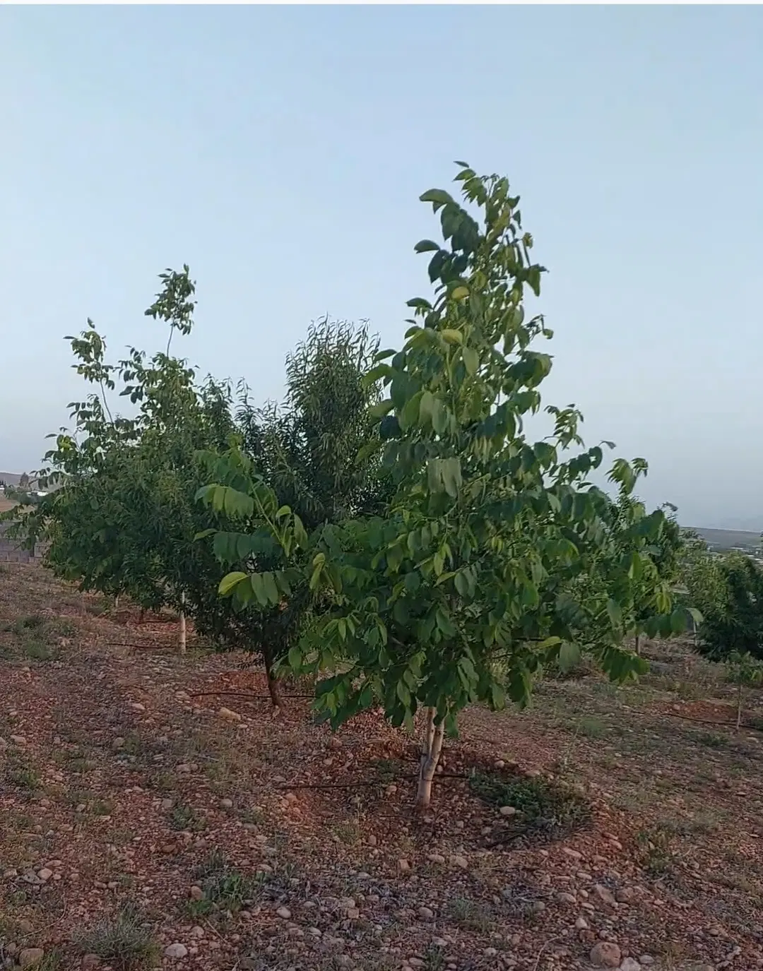 فروش باغچه