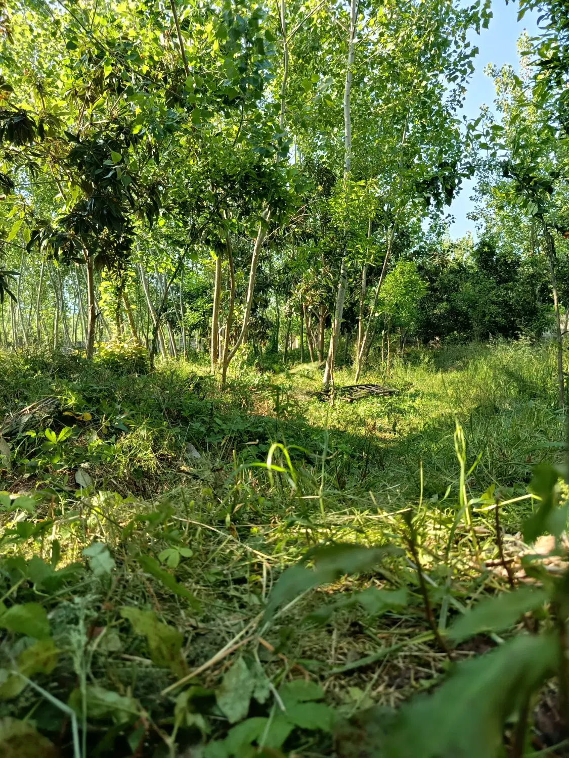 فروش زمین روستایی کوهپایه ای در لاهیجان