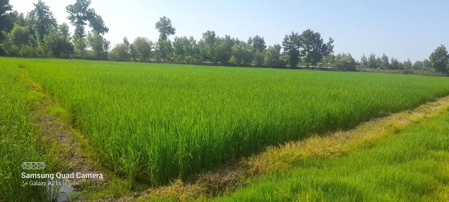 فروش زمین کشاورزی ۸۱۱متر
