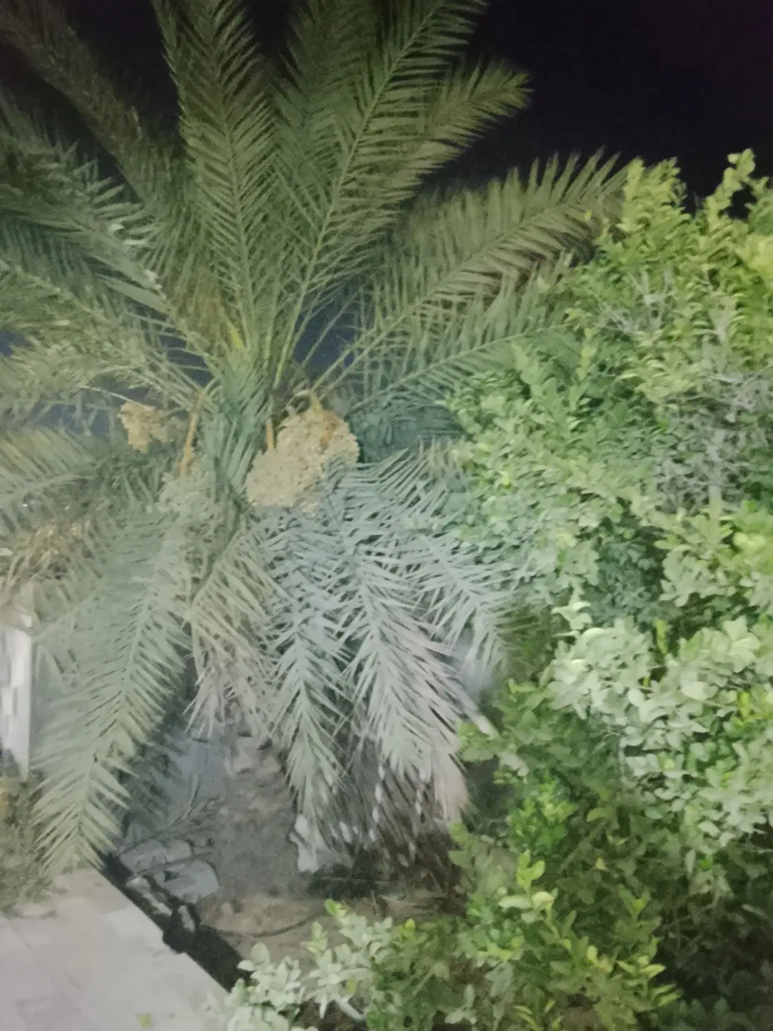 زمین جنب شهرداری سوزا