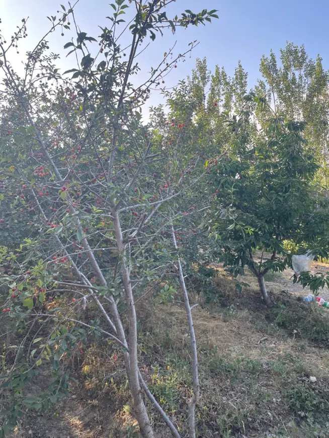 باغ گیلاس روستای خوش ییلاق