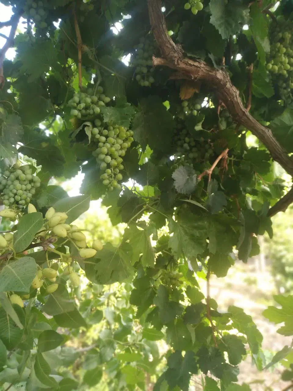 باغ باغچه چهار دیواری