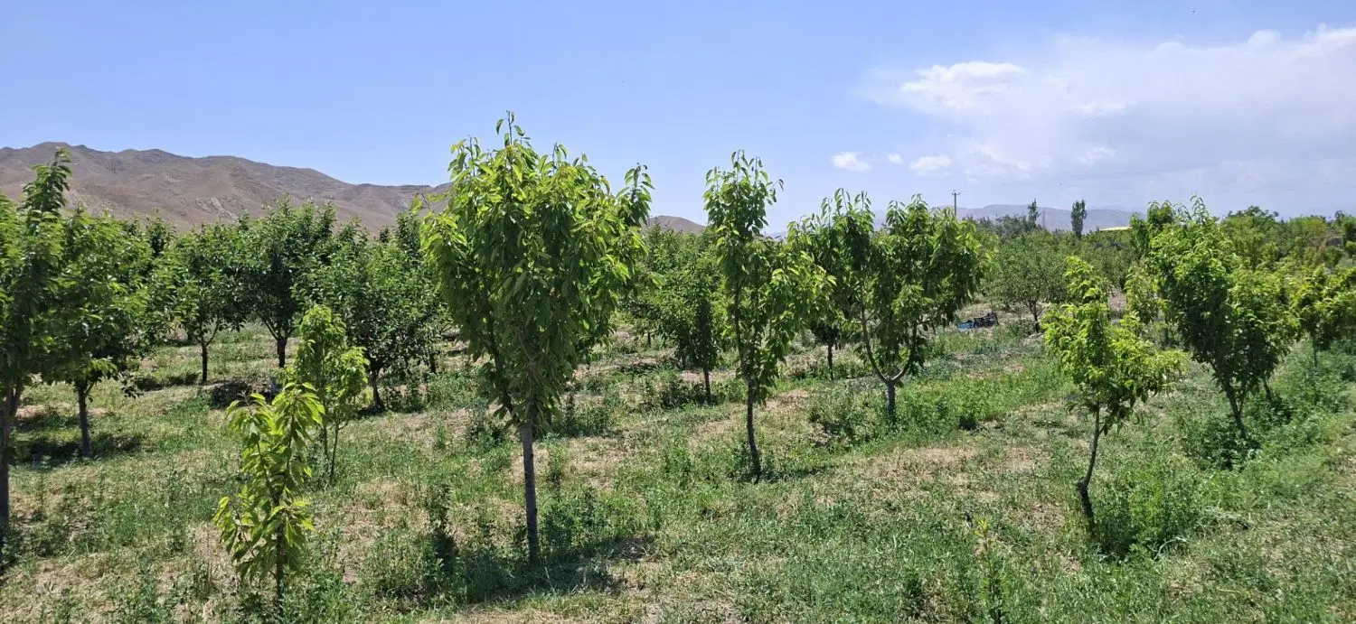 فروش باغ 600متری در روستای گرجی