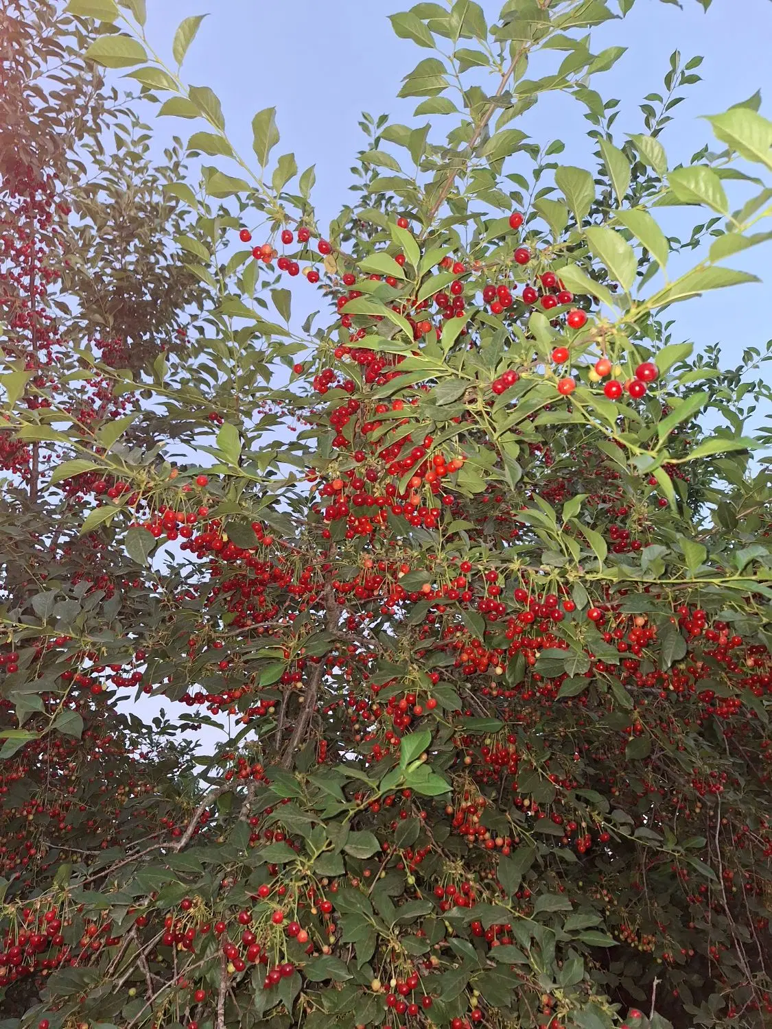 باغ ویلا  ۵۵۰ متری آبسرد دماوند فاز یک