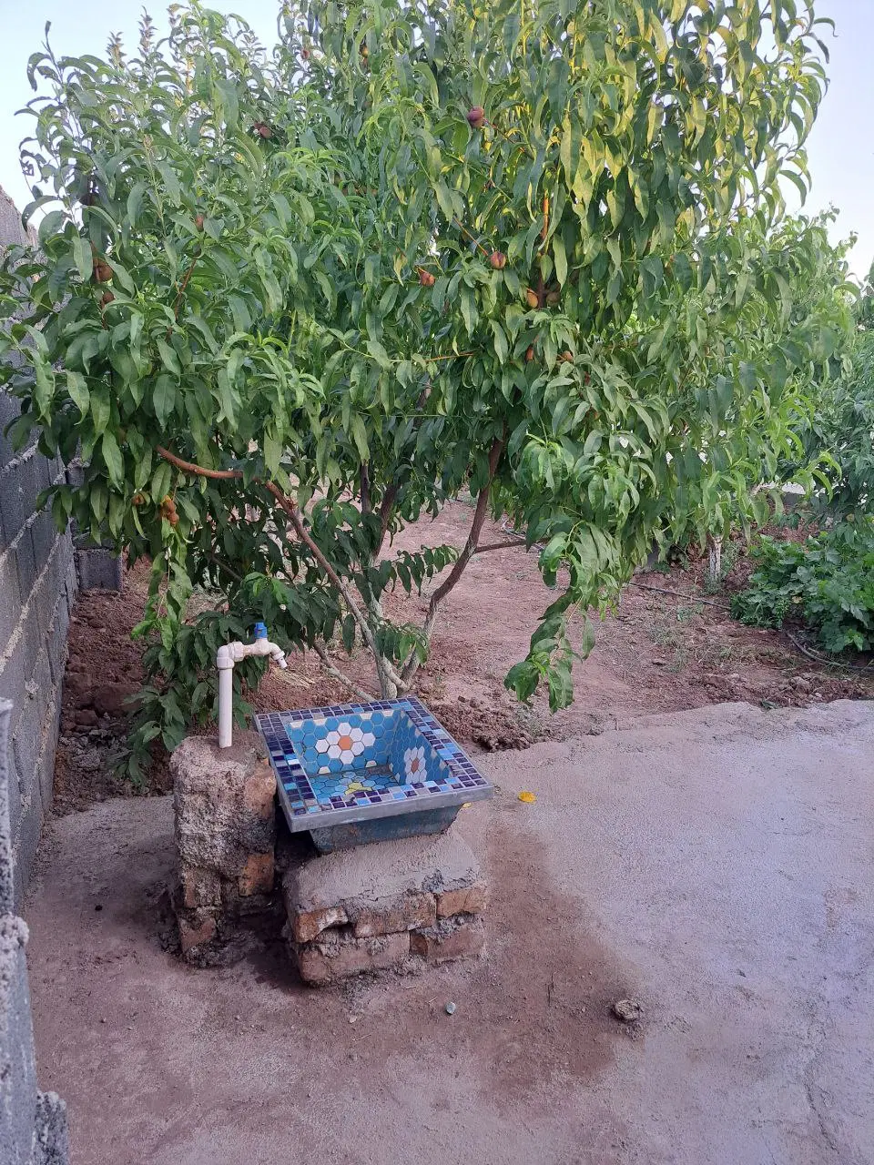 باغ و باغچه