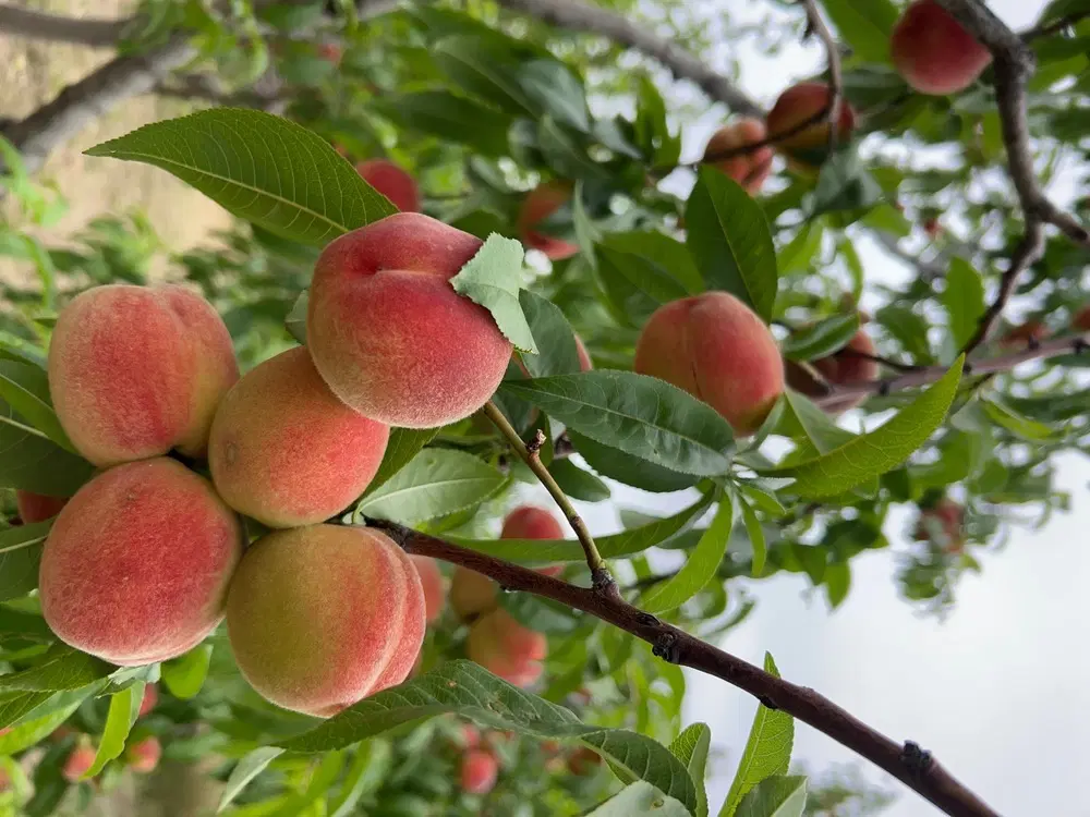 باغ در وردین اهر آذربایجان شرقی