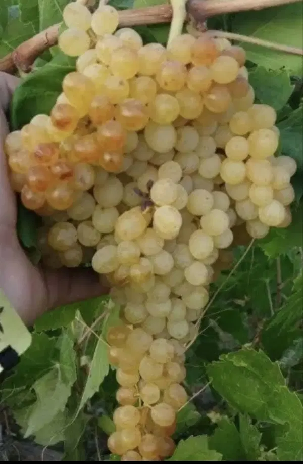 باغ انگور