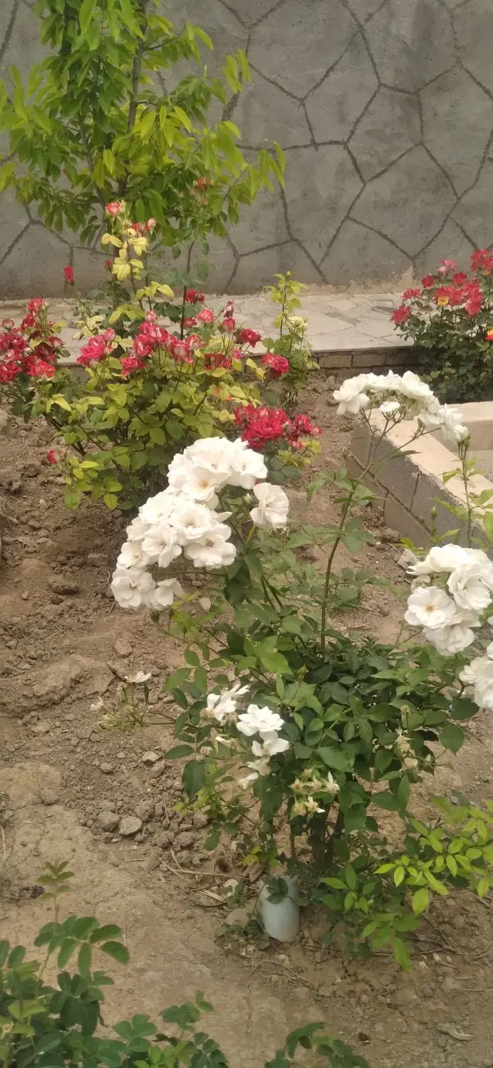 فروش منزل ویلایی یامعاوضه باآپارتمان پرگلبهار