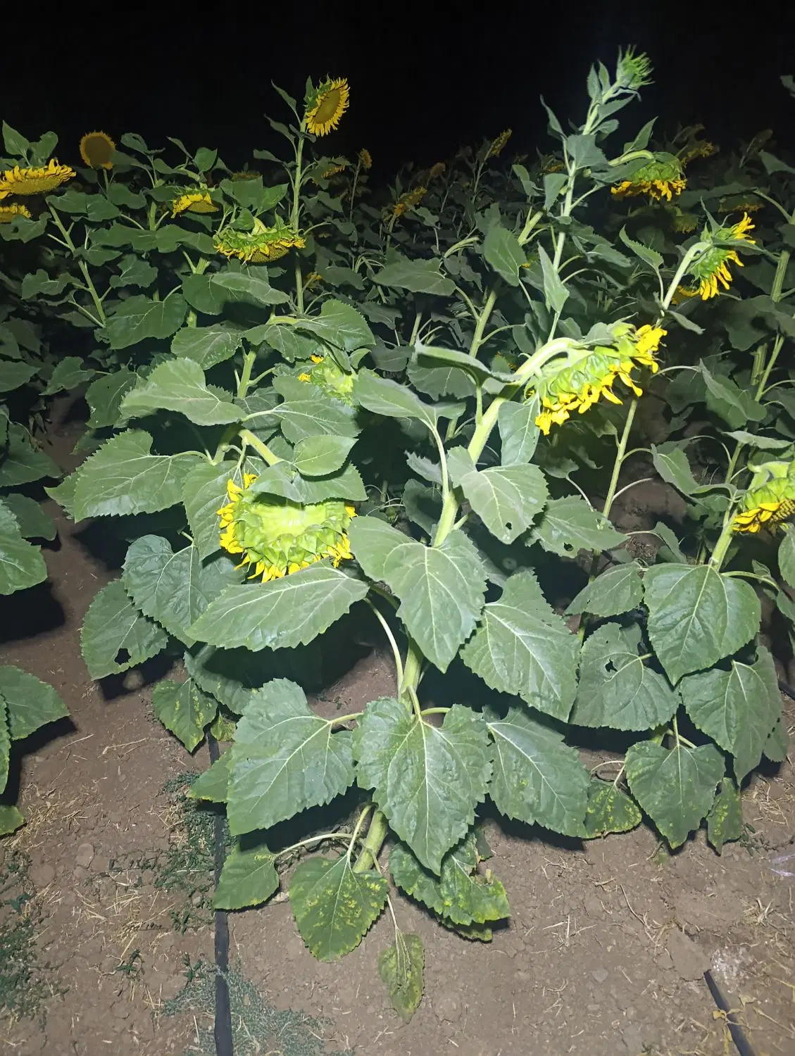 اجاره نیم هکتار آفتابگردان کانادایی