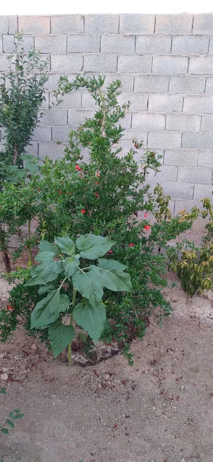 فروش۲طبقه خونه گلدشت