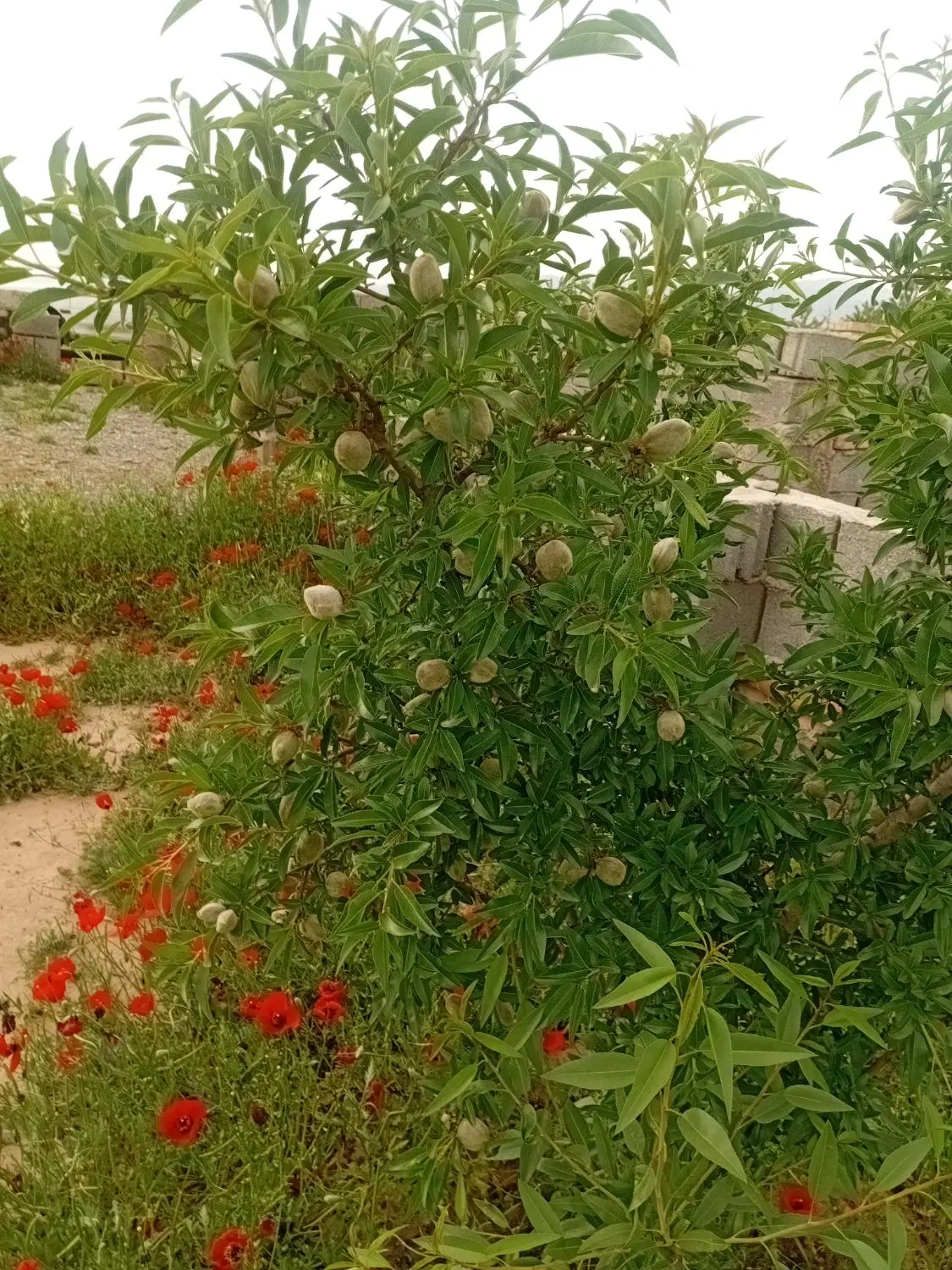 باغچه واقع در روستای حقیه