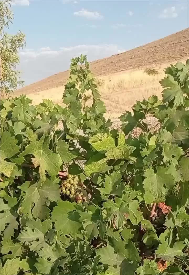 ۱۰۰۰۰مترباغ مثمربرجاده سراب نیلوفر ۷کیلومتری شهر