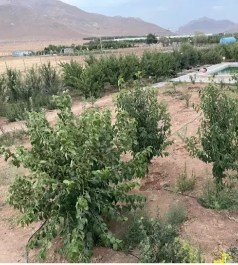 فروش‌زمین‌باغ و باغی‌ اقساط‌