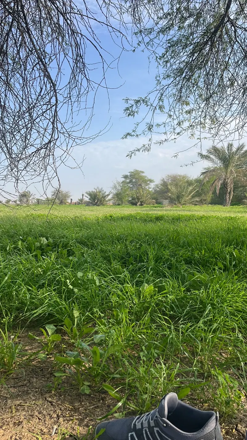 زمین باغی