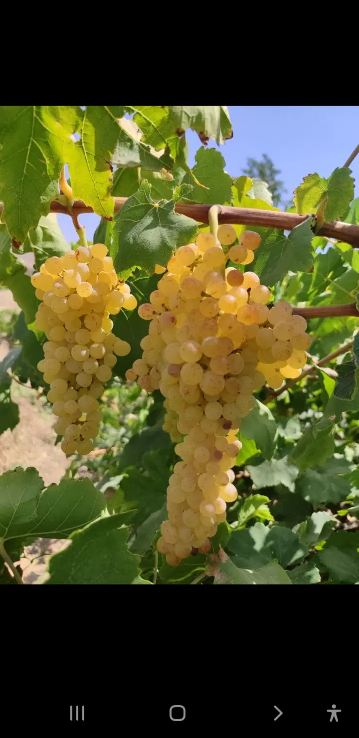 باغ انگوروبادام