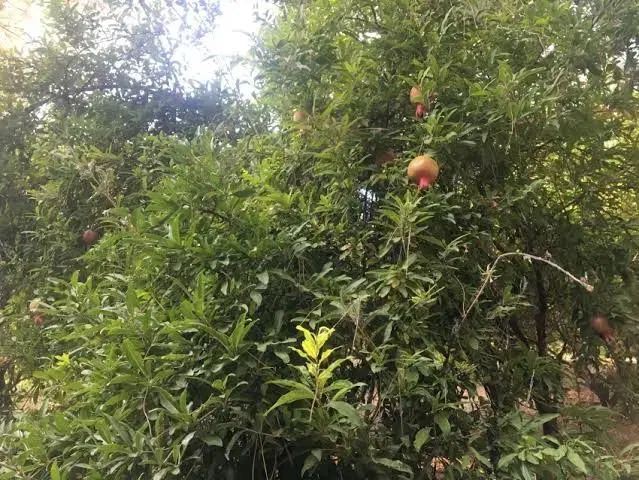 فروش زمین روستای نمازگاه