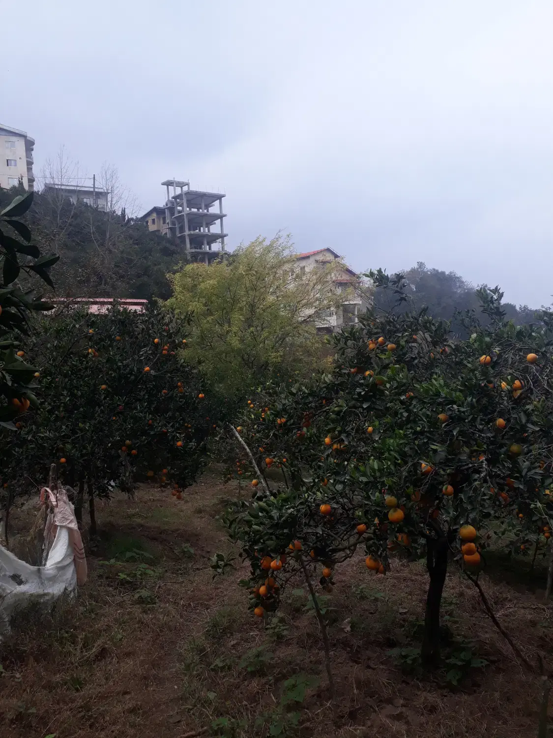 آگهی فروش زمین در نگین سبز تنکابن روستای دینارسرا
