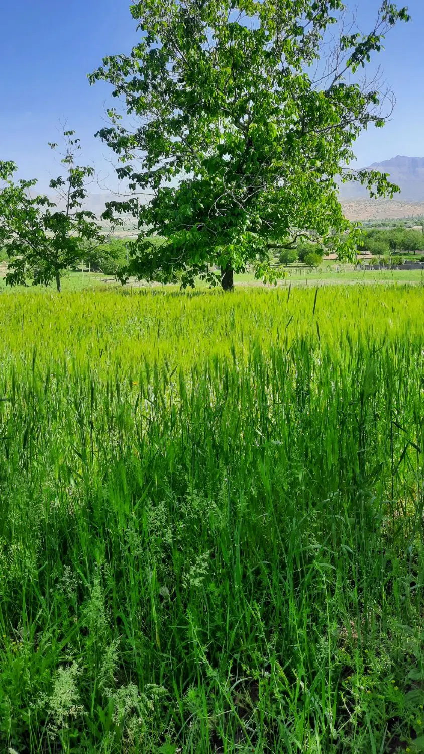 فروش زمین ۱۰ قصبی