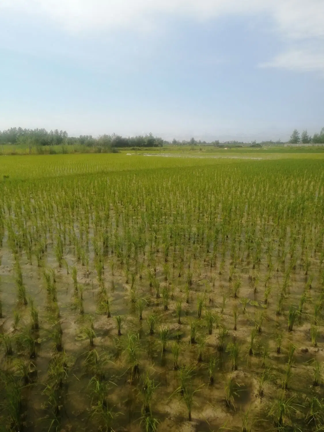 کشاورزی سنتی با پشته بر اتوبان