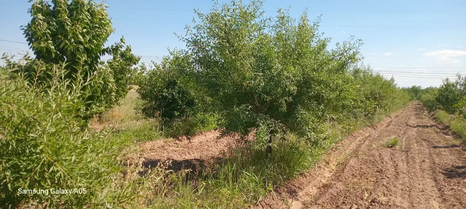 باغ میوه اول جاده الموت