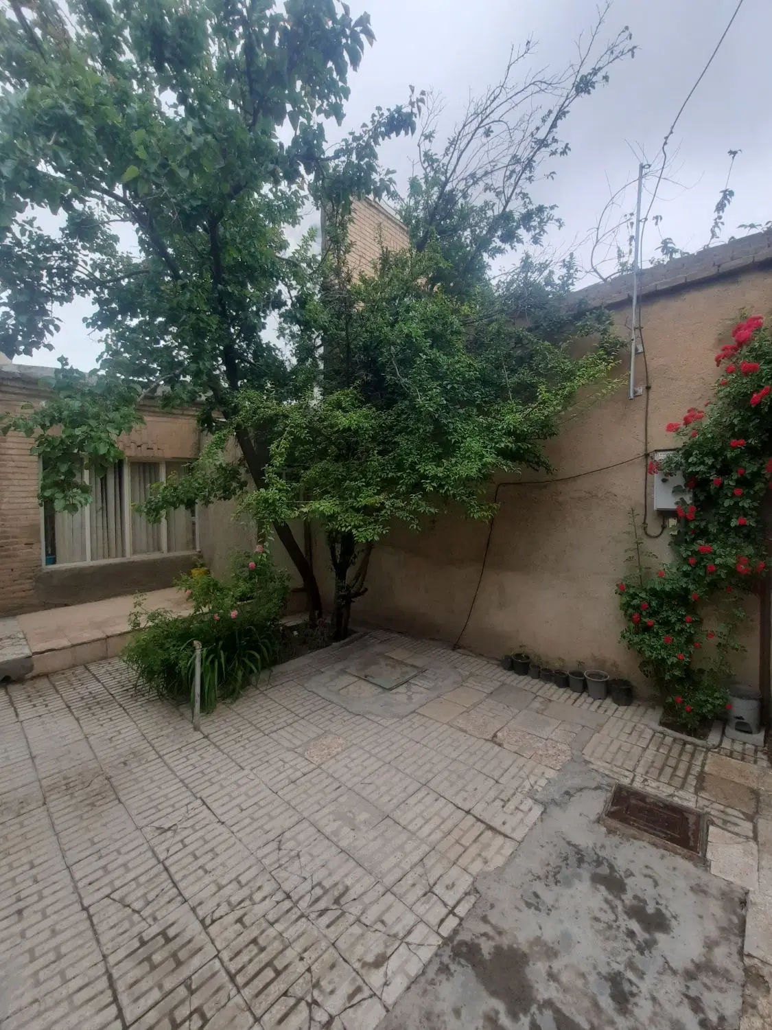 شهدا نظربیگ