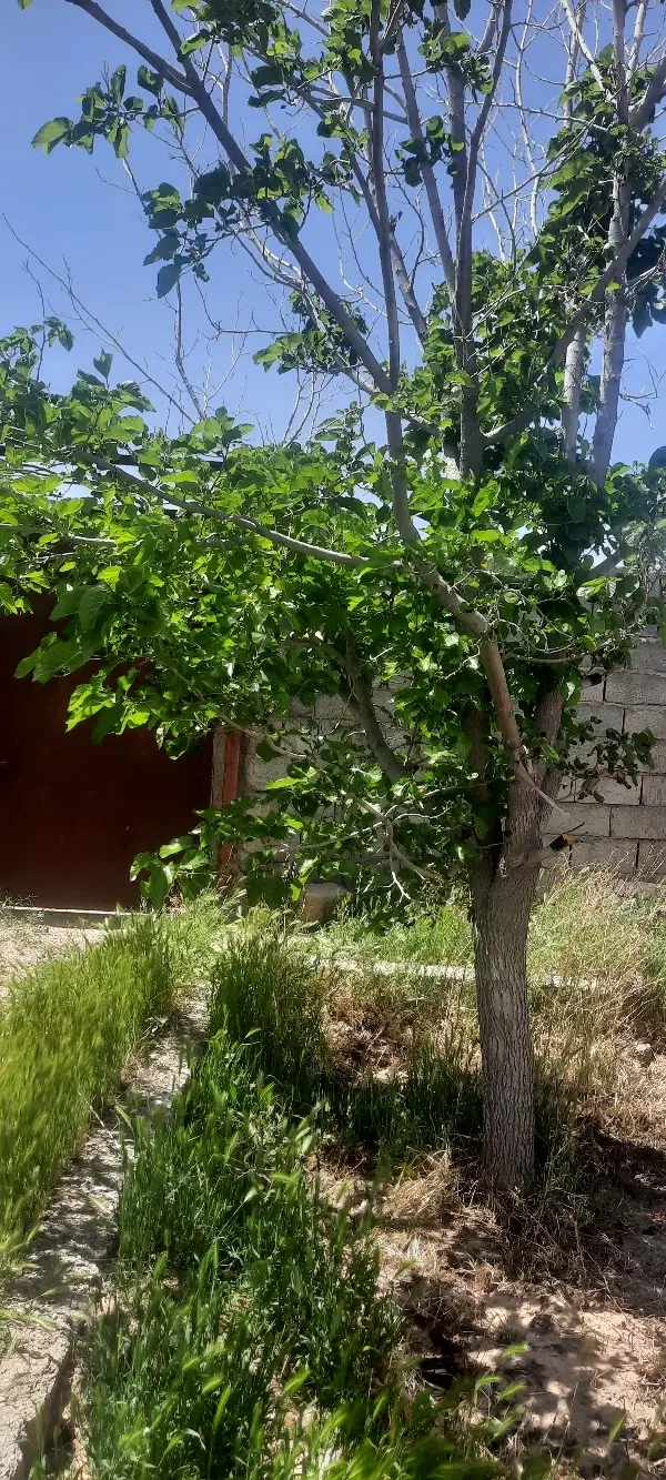 باغ فردوسی شاهنامه