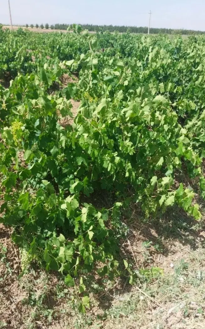 یک هکتار باغ در راه دیال آباد نزدیک فاضلاب