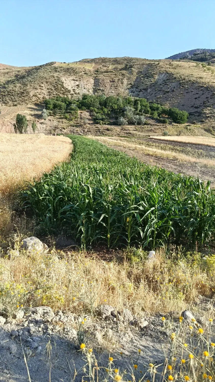 فروش سبزه ذرت