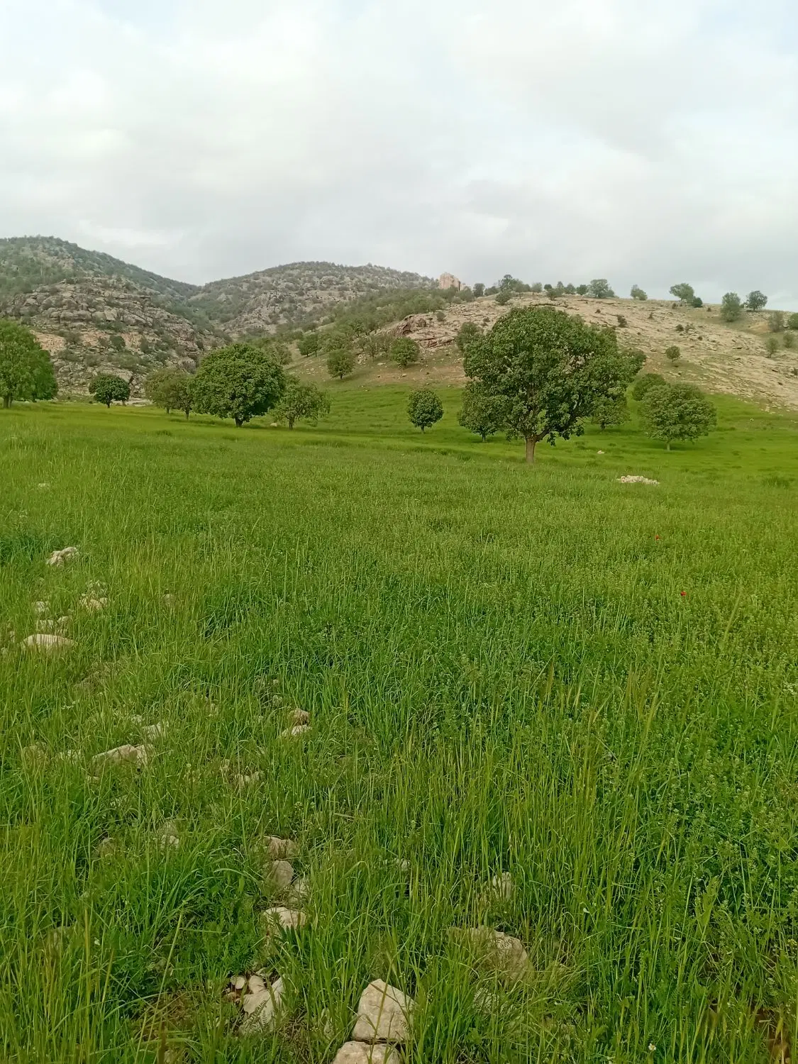 ۶۵۰ متر زمین مسکونی تفکیک شده واقع در شهرستان ایذه