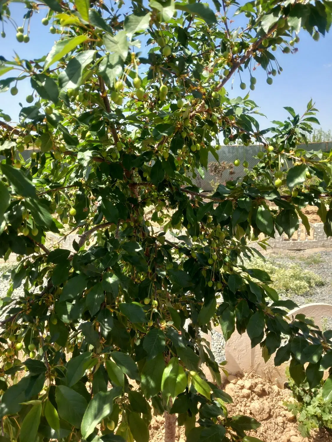 باغ بادرختان پسته