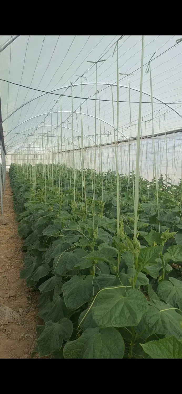 اجاره گلخانه باتمام امکانات وپلاستیک