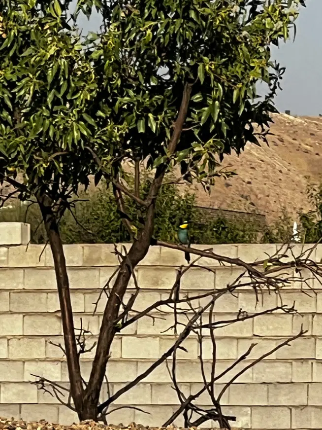 زمین باغ شهری باجگاه