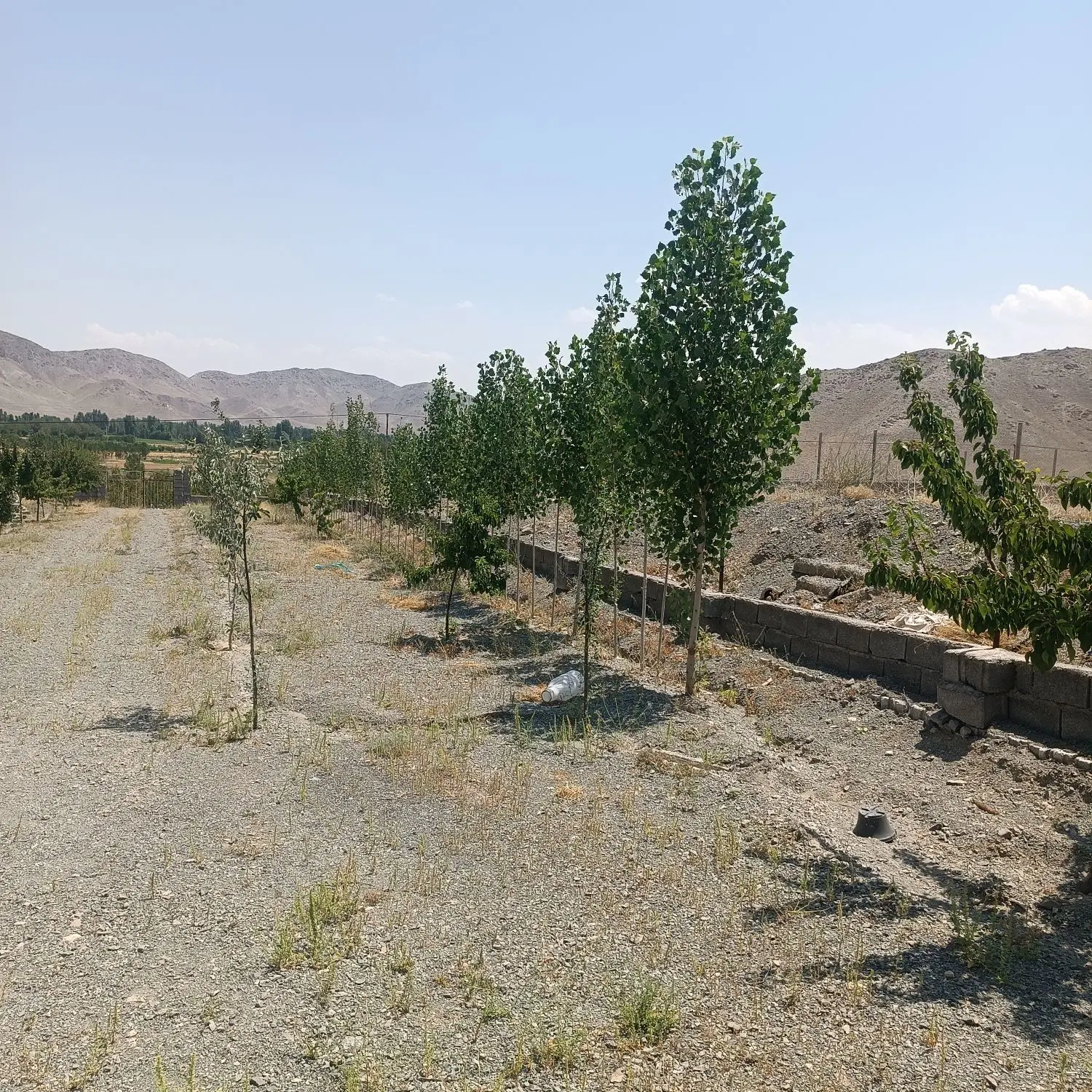 باغ هزار متری در برآسفالت روستای قرخ یاشار