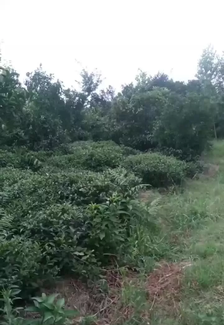 زمین باغی ۹۵۰ متری دور محصور دارای کانکس ۹ متری