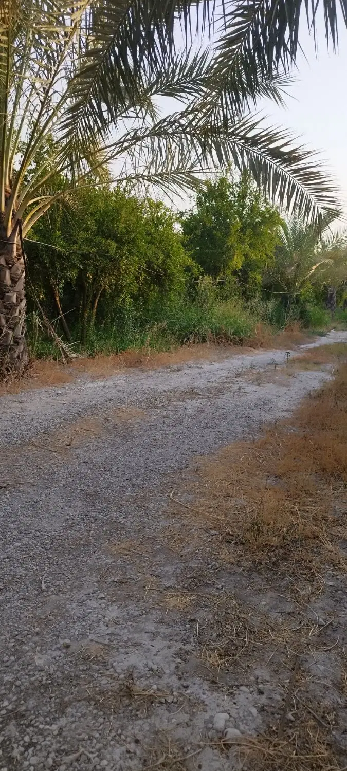 باغ ثمری