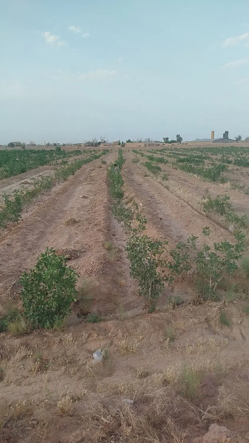 زمین در محمدآباد شماره
