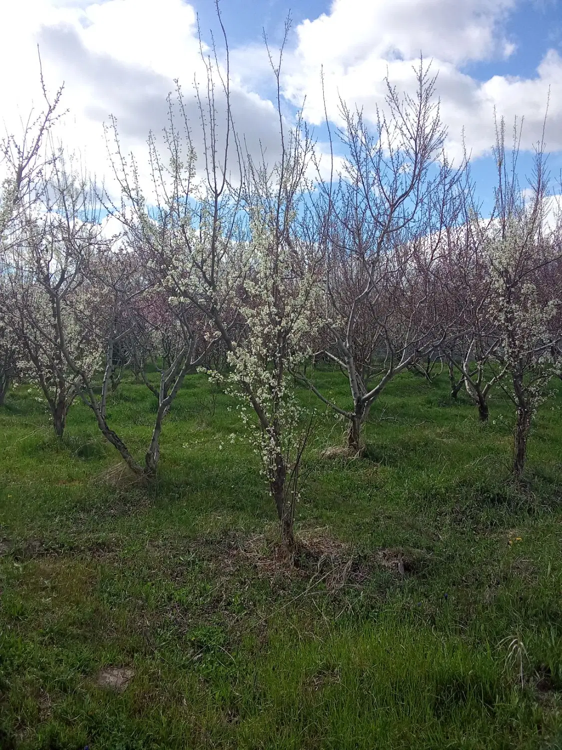 زمین روبروی میدان تره بار
