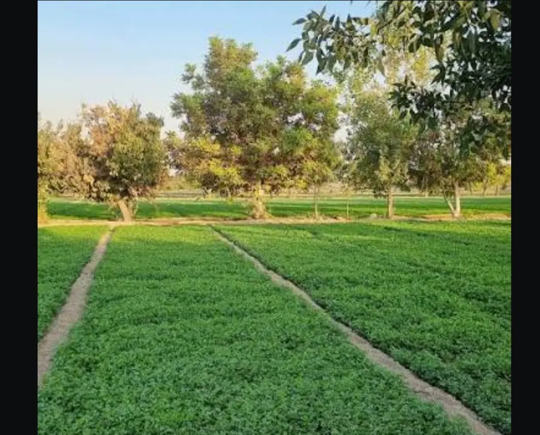 فروش زمین مسکونی