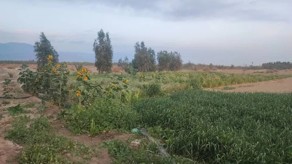 6هکتار زمین‌کشاورزی‌جهت‌اجاره‌ ابراهیم‌آبادشوره‌ای