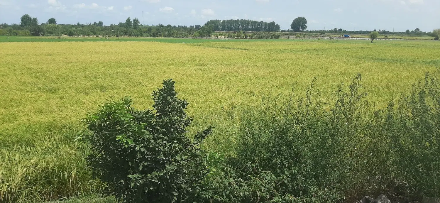 فروش زمین کشاورزی در ساری