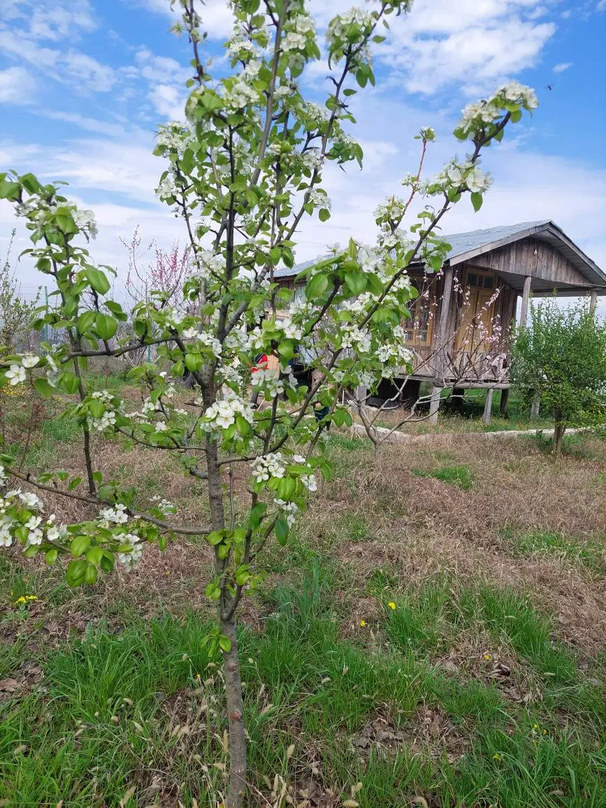 فروش زمین کلبه دار شموشک