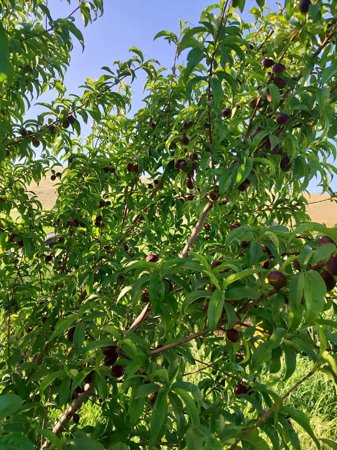 فروش باغ