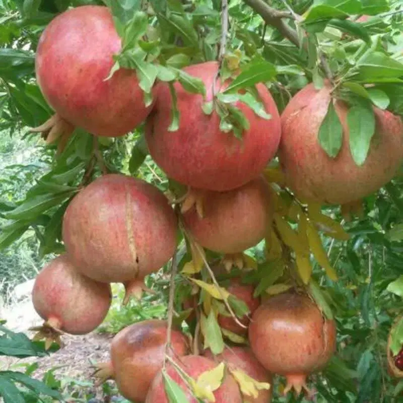 باغ فروشی